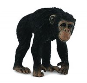 Obrazek Szympans samica M