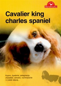 Obrazek Cavalier king charles spaniel