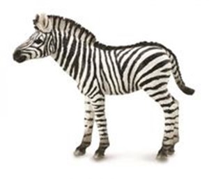 Bild von Zebra źrebię
