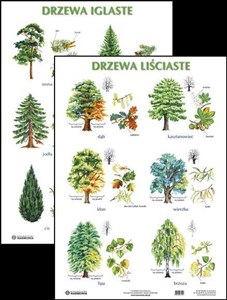Bild von Plansza Drzewa liściaste Drzewa iglaste