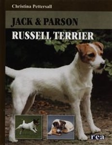Obrazek Jack & Parson Russell terrier