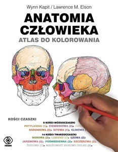 Bild von Anatomia człowieka Atlas do kolorowania