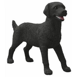 Obrazek Czarny Labrador suczka