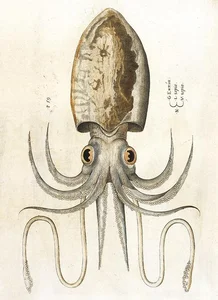 Bild von Karnet B6 z kopertą Squid KSB 347905