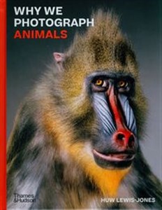 Obrazek Why We Photograph Animals