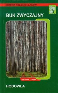 Obrazek Buk zwyczajny hodowla Poradnik leśnika