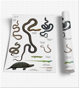 Obrazek Plansza edukacyjna - Gady SOLITON