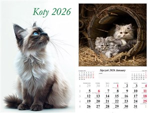 Obrazek Kalendarz 2026 ścienny 13-k Koty