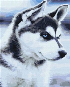 Obrazek Malowanie po numerach Husky szczenie 40x50cm