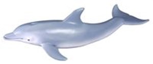 Bild von Delfin butlonosy