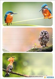 Bild von Naklejki szkolne - Ptaki 9szt