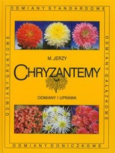 Obrazek Chryzantemy Odmiany i uprawa