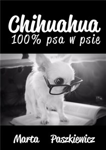 Bild von Chihuahua 100% psa w psie