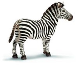 Obrazek Zebra samiec