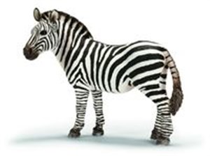 Obrazek Zebra klacz