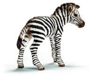 Obrazek Zebra źrebię