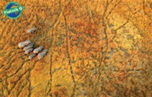 Obrazek Puzzle Piatnik Słonie1000