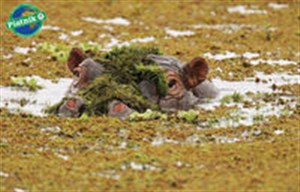 Bild von Puzzle Piatnik Hipopotam Nie Przeszkadzać 1000