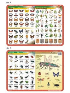 Bild von Podkładka edu. 025 - Motyle, owady, anatomia..