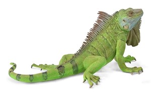 Bild von Iguana