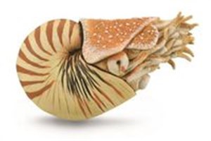 Bild von Nautilus Pompilius