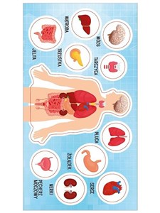 Bild von Naklejki Anatomia człowieka