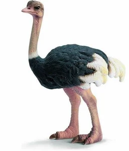 Bild von Struś