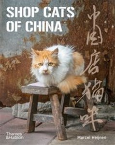 Bild von Shop Cats of China