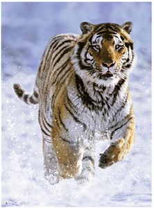 Obrazek Puzzle 500 Tygrys w śniegu