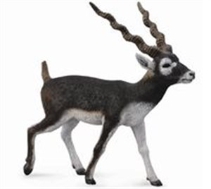 Obrazek Antylopa Blackbuck L