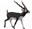 Bild von Antylopa Blackbuck L