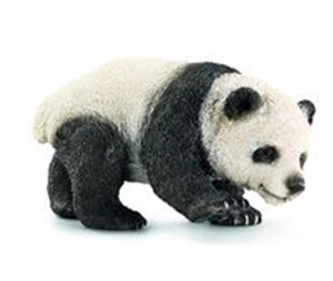 Obrazek Młoda Panda Olbrzymia