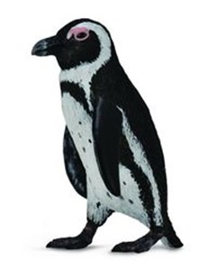 Obrazek Pingwin przylądkowy S