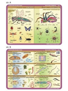 Bild von Podkładka edu. 052 - Anatomia: owady, pajęczaki..