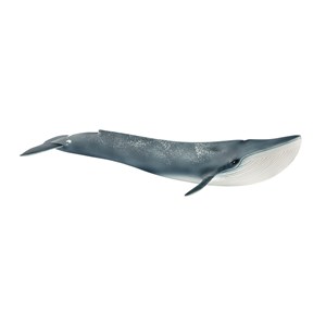 Obrazek Płetwal błękitny