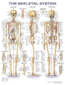 Bild von THE SKELETAL SYSTEM ANATOMICAL CHART