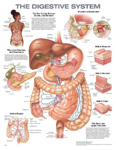 Obrazek DIGESTIVE SYSTEM ANATOMICAL CHART