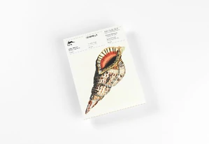 Obrazek ROOJEN, P: SEASHELLS