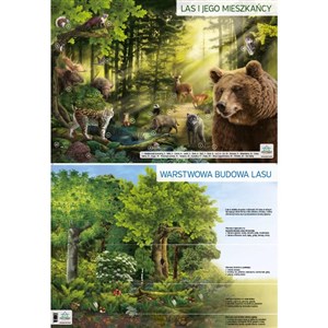 Obrazek Plansza demonstracyjna - Las