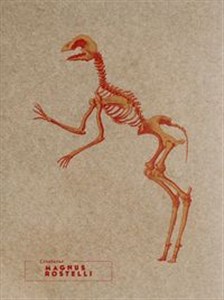 Bild von Notes Magnus Rostelli