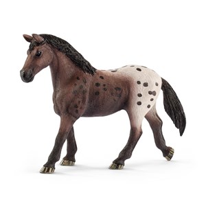 Bild von Klacz rasy appaloosa