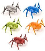 Polnische buch : Hexbug Ska...