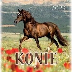 Bild von Kalendarz 2026 wieloplanszowy 33x33cm Konie