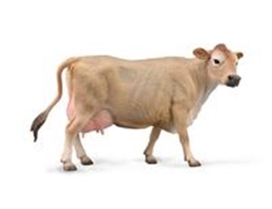 Bild von Jersey Cow Krowa