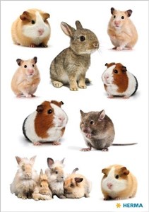 Obrazek Naklejka Decor gryzonie