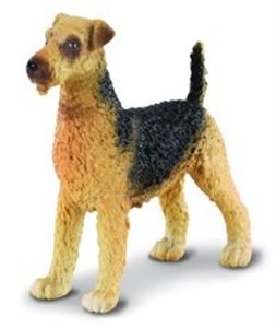 Bild von Szczenię Airedale terrier