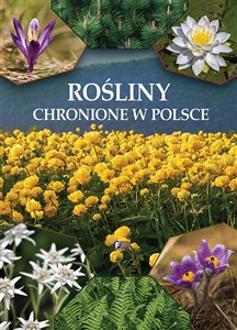 Obrazek Rośliny chronione w Polsce