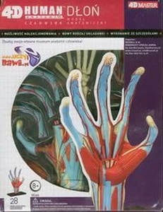 Bild von 4D Dłoń Model anatomiczny
