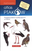 Polska książka : Ilustrowan... - Emilia Grzędzicka