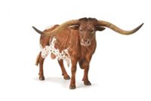 Bild von Texas Longhom Bull